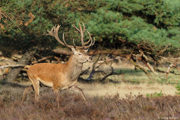 hogeveluwe_TH_06583