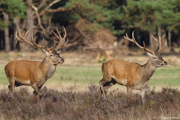 hogeveluwe_TH_06584