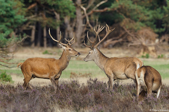 hogeveluwe_TH_06585