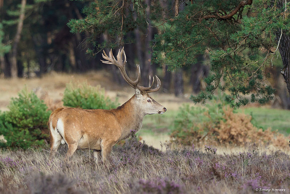 hogeveluwe_TH_06586