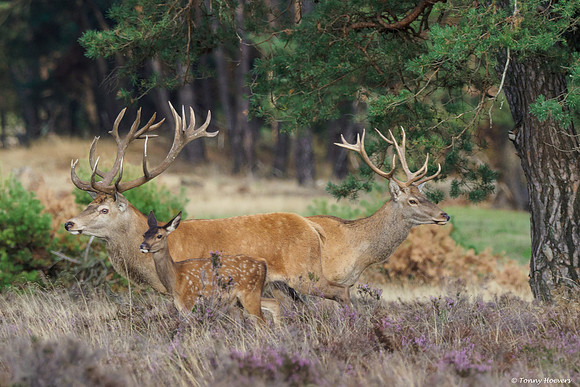 hogeveluwe_TH_06587