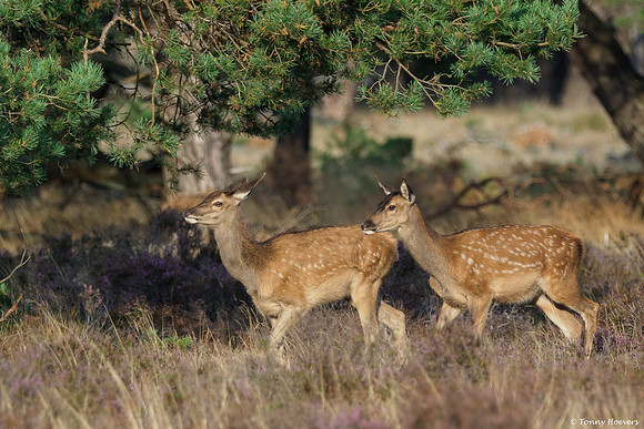 hogeveluwe_TH_06588