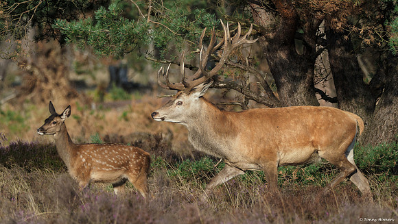 hogeveluwe_TH_06589