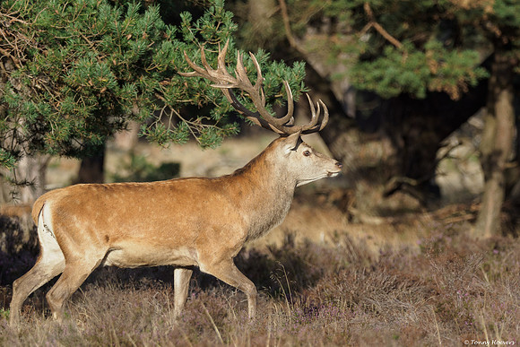 hogeveluwe_TH_06590