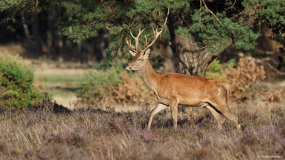 hogeveluwe_TH_06591