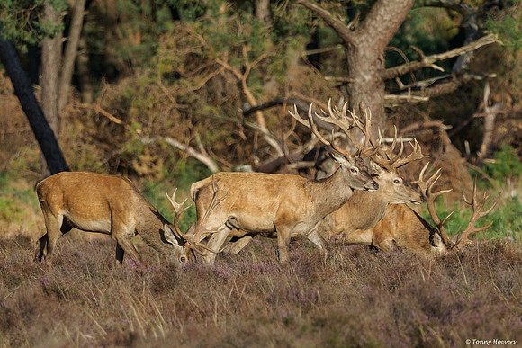 hogeveluwe_TH_06592