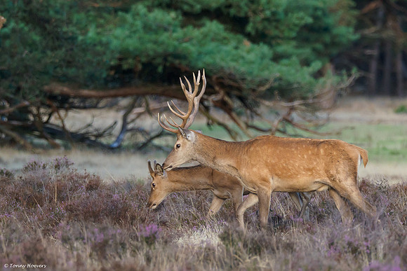 hogeveluwe_TH_06593