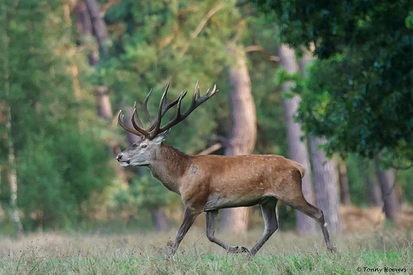 hogeveluwe_TH_06595