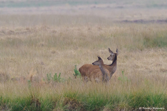 hogeveluwe_TH_06596