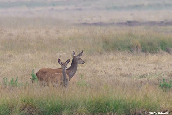 hogeveluwe_TH_06597