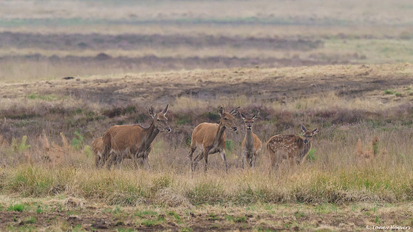 hogeveluwe_TH_06598