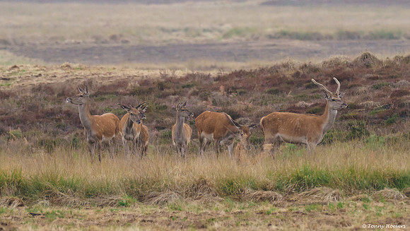hogeveluwe_TH_06600