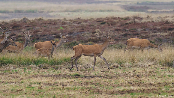 hogeveluwe_TH_06599