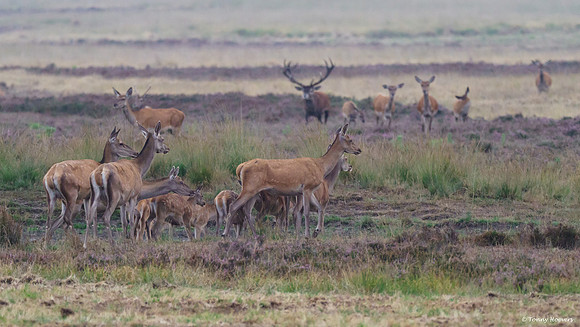 hogeveluwe_TH_06601