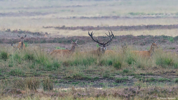 hogeveluwe_TH_06602
