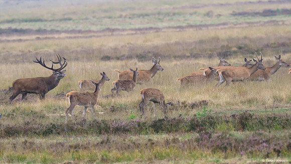 hogeveluwe_TH_06603