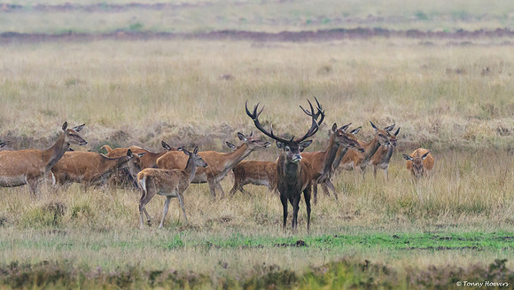 hogeveluwe_TH_06604
