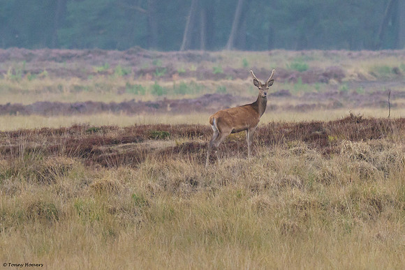 hogeveluwe_TH_06605