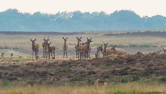 hogeveluwe_TH_06606