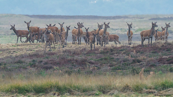 hogeveluwe_TH_06607