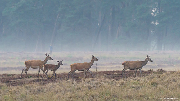 hogeveluwe_TH_06608