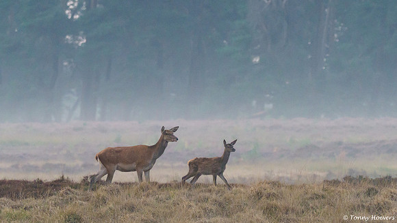 hogeveluwe_TH_06609