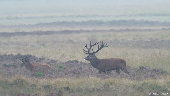 hogeveluwe_TH_06610