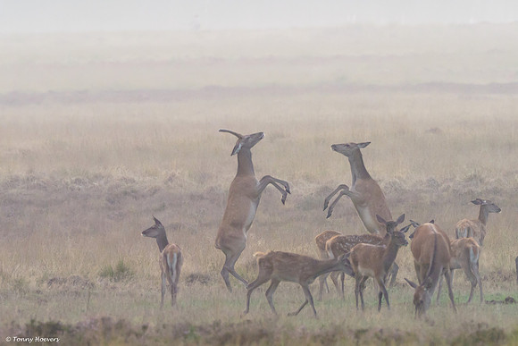 hogeveluwe_TH_06611
