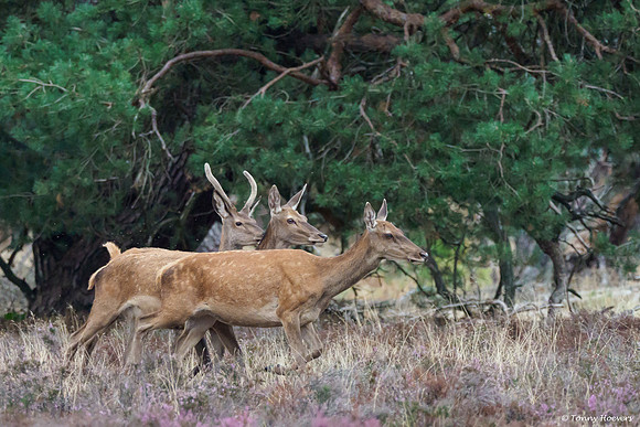 hogeveluwe_TH_06613