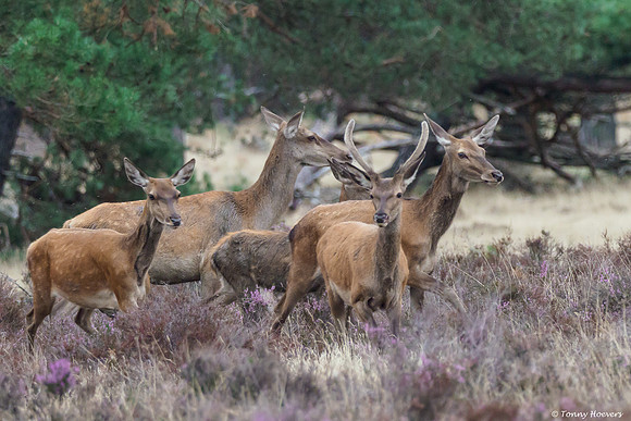 hogeveluwe_TH_06614