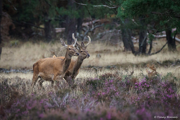 hogeveluwe_TH_06612