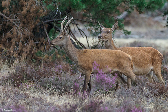 hogeveluwe_TH_06616