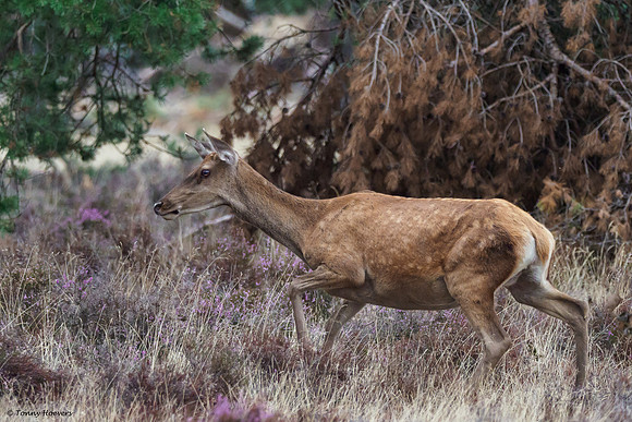 hogeveluwe_TH_06615
