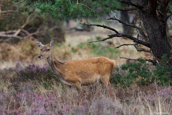 hogeveluwe_TH_06617