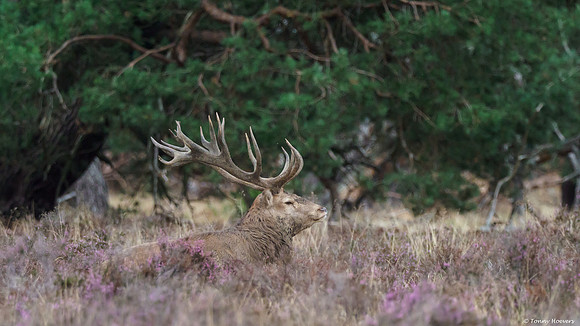 hogeveluwe_TH_06618