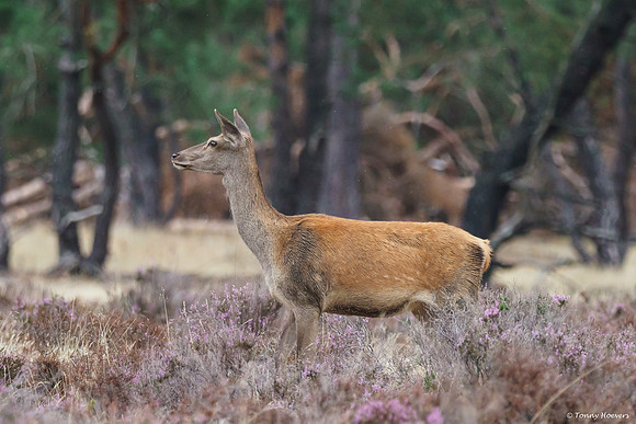 hogeveluwe_TH_06619