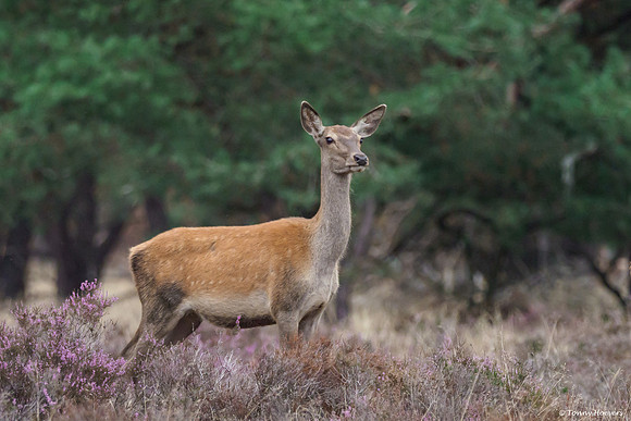 hogeveluwe_TH_06620