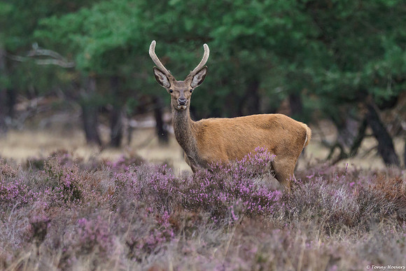 hogeveluwe_TH_06621