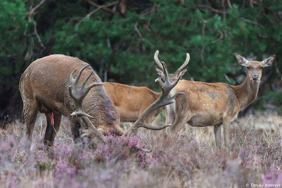 hogeveluwe_TH_06622
