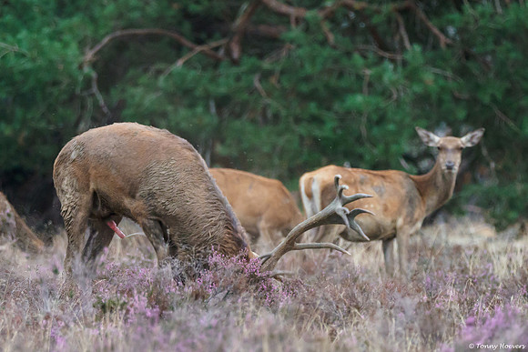 hogeveluwe_TH_06623