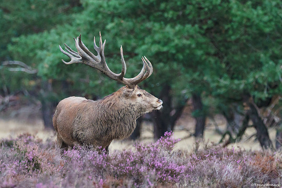hogeveluwe_TH_06625