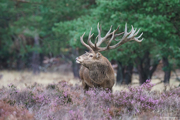 hogeveluwe_TH_06626