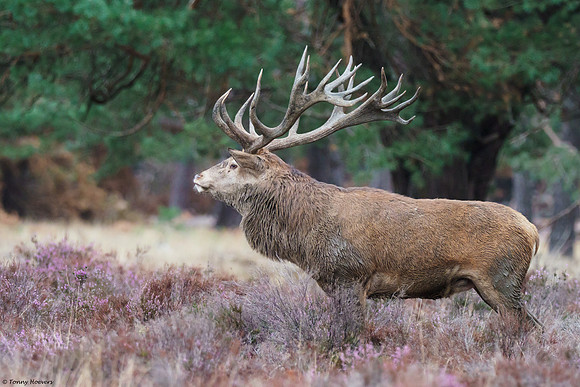 hogeveluwe_TH_06627