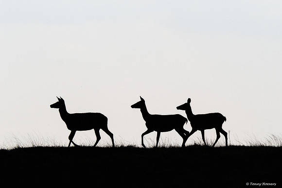 hogeveluwe_TH_06649