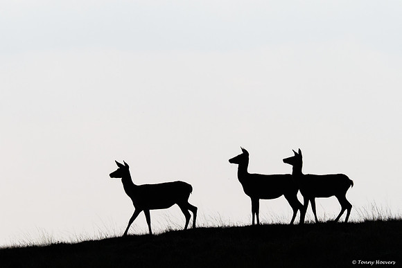 hogeveluwe_TH_06650