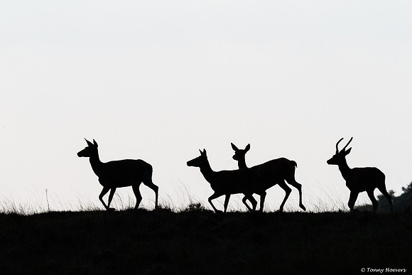 hogeveluwe_TH_06648
