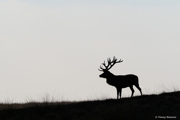 hogeveluwe_TH_06651