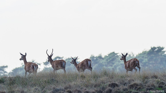 hogeveluwe_TH_06647