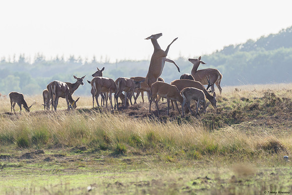 hogeveluwe_TH_06652