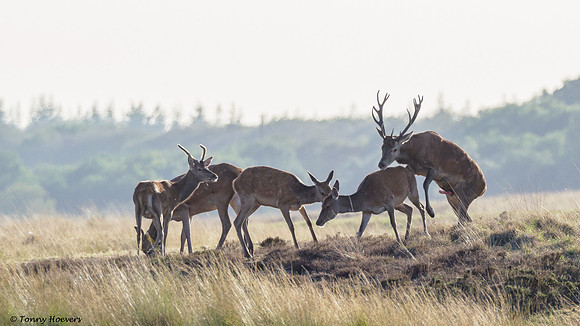 hogeveluwe_TH_06653